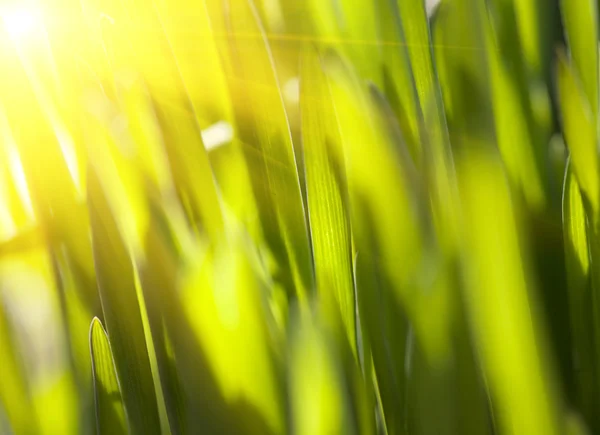 Färskt grönt gräs — Stockfoto
