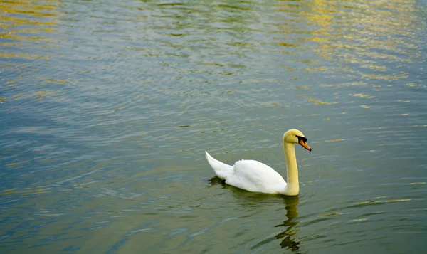 One swan — Stock Photo, Image