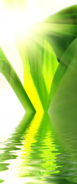 Beautyful groene bladeren — Stockfoto