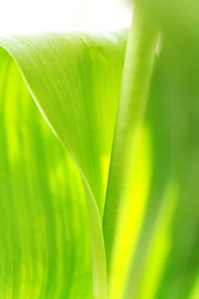 美しい緑の葉 — ストック写真