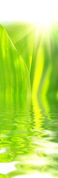 Блестящие зелёные листья — стоковое фото