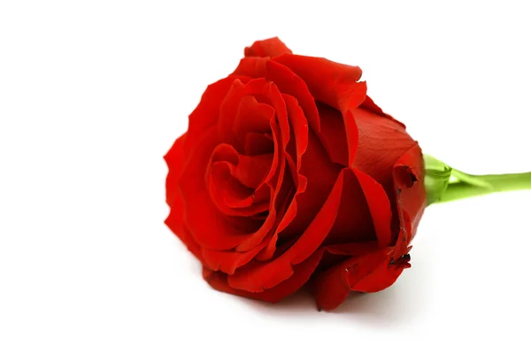Macro of the beautyful red rose — Stock Photo, Image