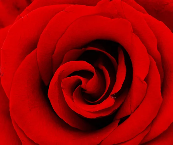 Macro de la bella rosa roja —  Fotos de Stock