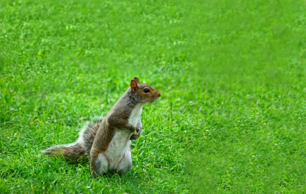 Amerikaanse grijze eekhoorn — Stockfoto