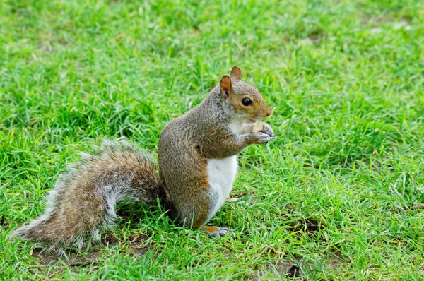 Amerikai szürke mókus — Stock Fotó