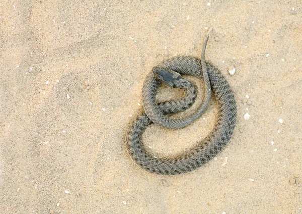 Serpent — Stock Photo, Image