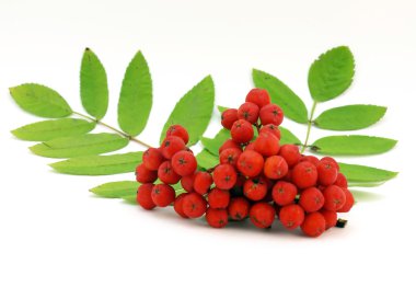 Kırmızı rowanberry