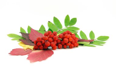 Kırmızı rowanberry ve sonbahar yaprakları