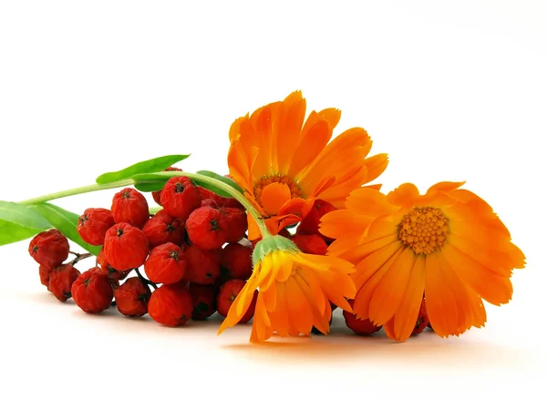 Red rowanberry and yellow flower — Stock fotografie