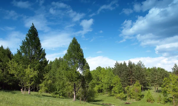 stock image Summer landscape with trees