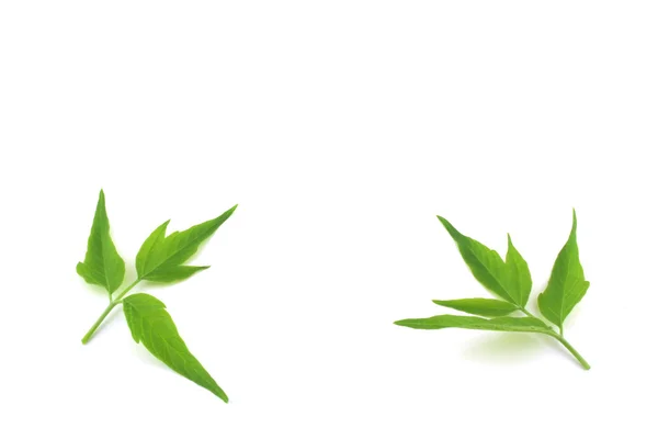 Dos ramitas con hojas verdes — Foto de Stock