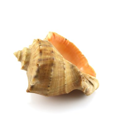 Sea shell clipart