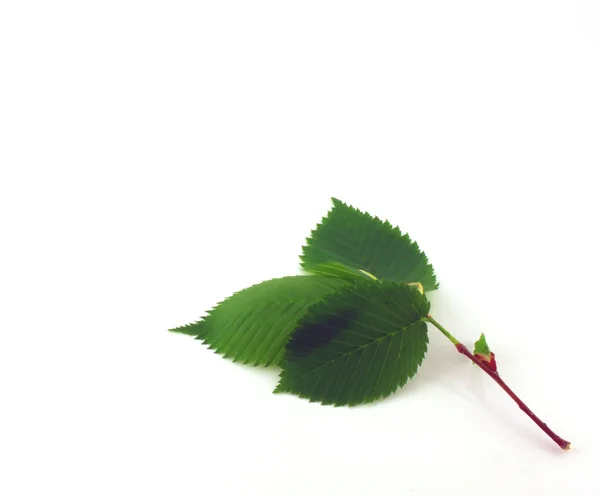 Ramoscello con foglie verdi — Foto Stock