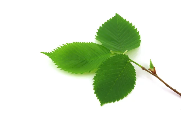 緑の葉を持つ小枝 — ストック写真