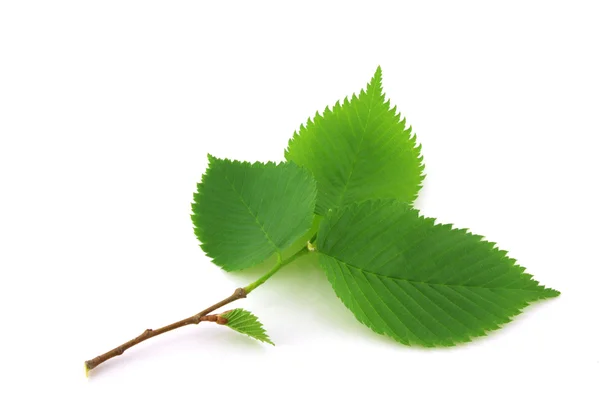 Twig with green leaves — Stock Photo, Image