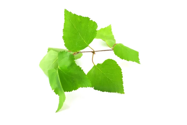 Rameau aux feuilles vertes — Photo