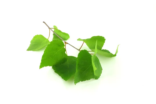 Gałązka z zielonymi liśćmi — Zdjęcie stockowe