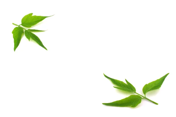 녹색 잎을 가진 두 개의 나뭇가지 — 스톡 사진