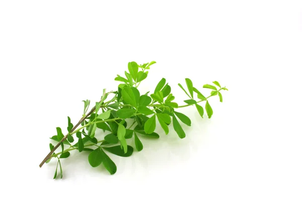 Ramita con hojas verdes — Foto de Stock