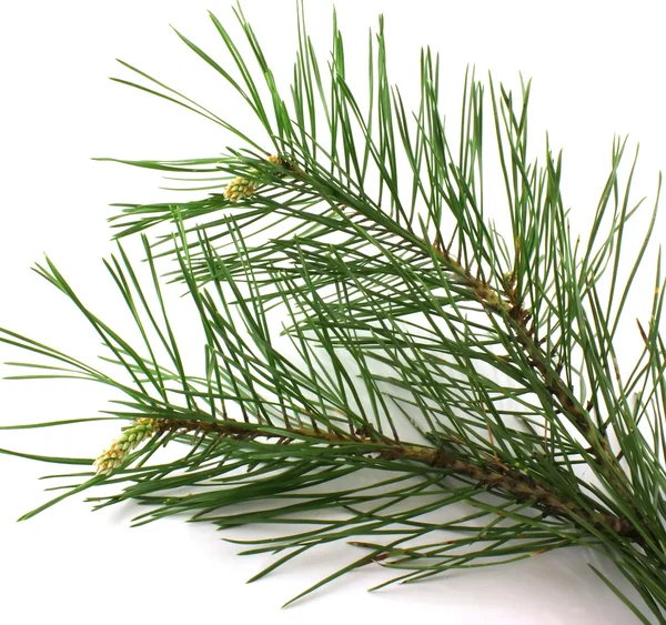 Takje pine — Stockfoto