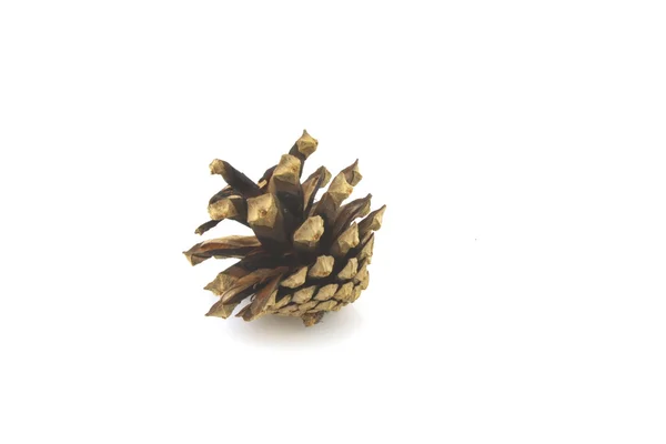 Cone de madeira de pinheiro — Fotografia de Stock