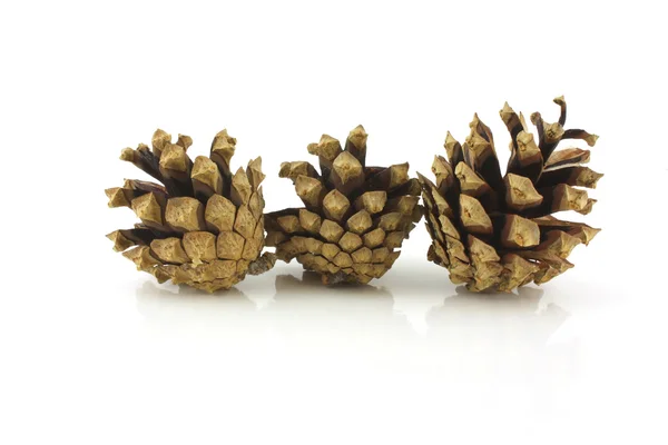 Pine-wood cones — Stock Photo, Image