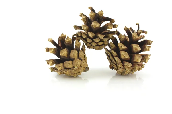 Three pine cones — Stock Photo, Image
