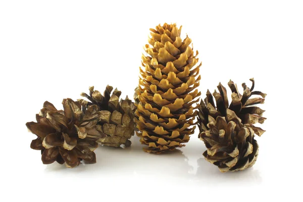 Forest cones — Stock Photo, Image