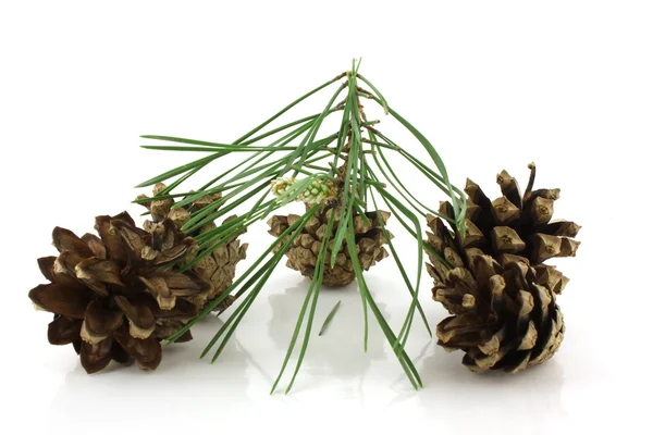 Cones florestais com galho de pinheiro — Fotografia de Stock