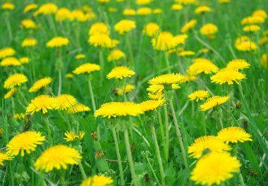 Dandelions alanında