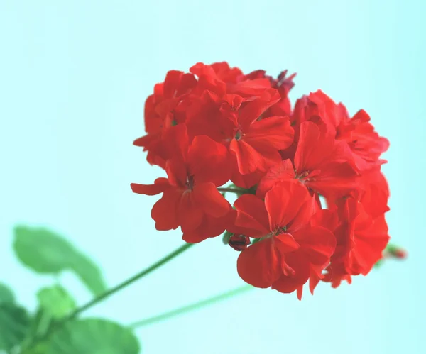 Red geranium on the blue background — Stock Photo, Image