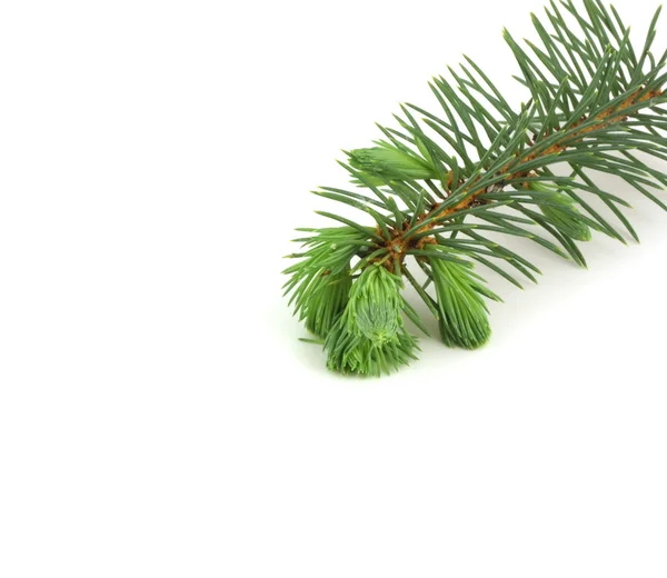 Twig för fir-tree — Stockfoto