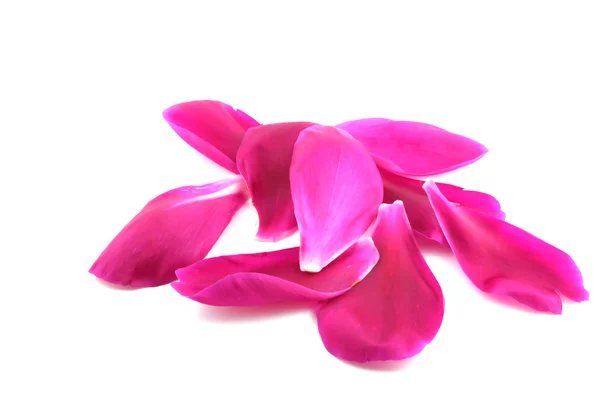 Petals of flower. — Stock Photo, Image