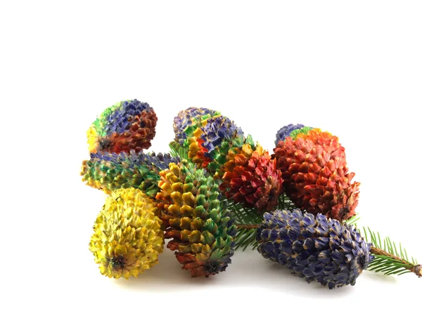 Galho de abeto com cones a cores — Fotografia de Stock