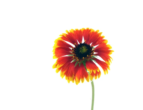 Алый цветок — стоковое фото