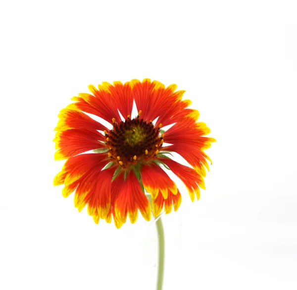 Scharlachrote Blume — Stockfoto