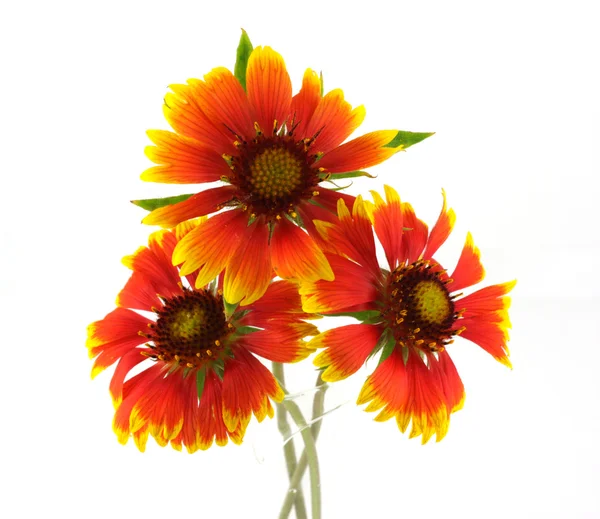 Three scarlet flowers — Stock Photo, Image