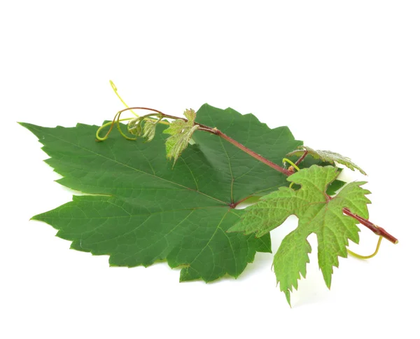 Twig of vine on the big leaf — Stock Photo, Image