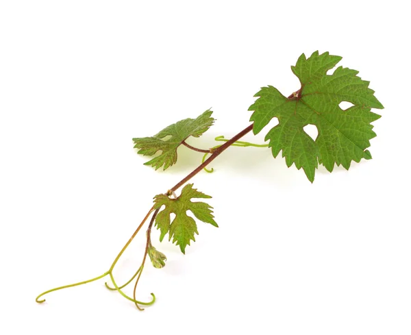 Twig of vine — Stock Photo, Image