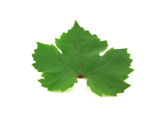 Big leaf of vine — Stock Photo, Image