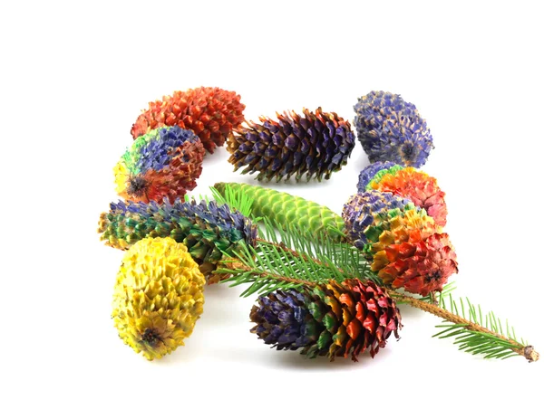 Twig of fir-tree with color cones — Stock Photo, Image