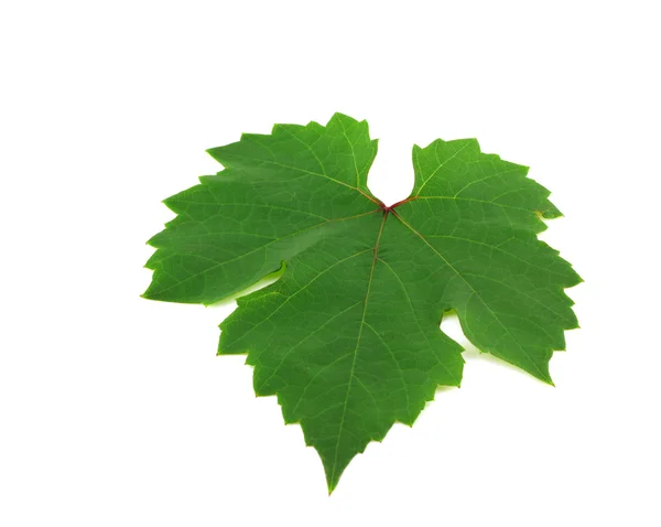 Big leaf of vine — Stock Photo, Image