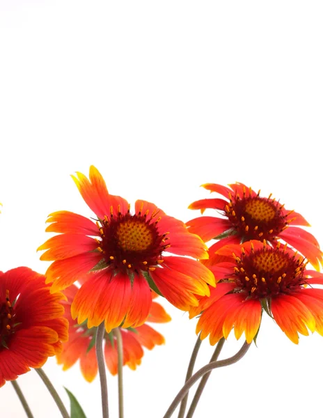 Scharlachrote Blüten — Stockfoto