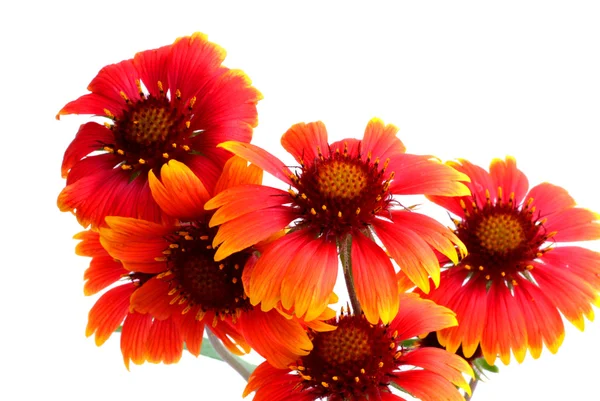Szkarłatne kwiaty — Zdjęcie stockowe