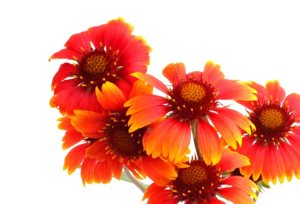 Flores escarlate — Fotografia de Stock