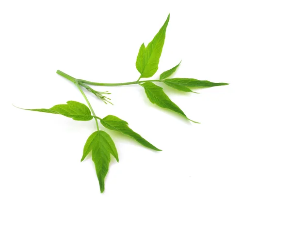Twig with green leaves — Stock Photo, Image