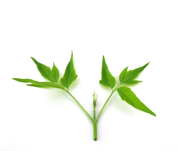 Ramita con hojas verdes — Foto de Stock