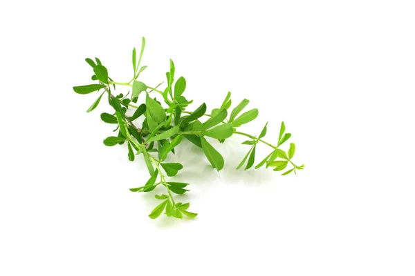 stock image Twig with green leaves