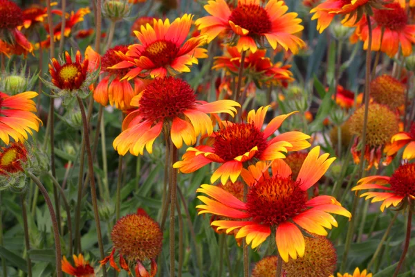 stock image Scarlet flowers in garden