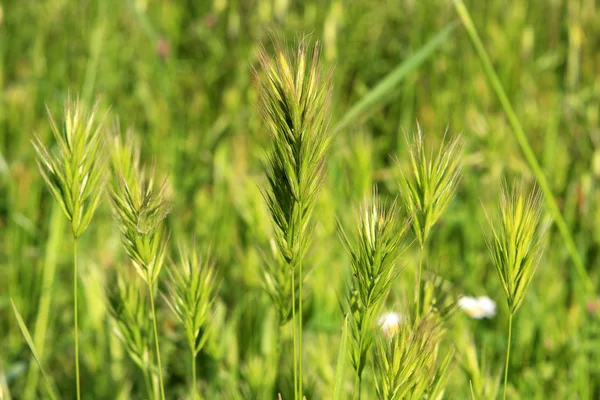 stock image Grass ears